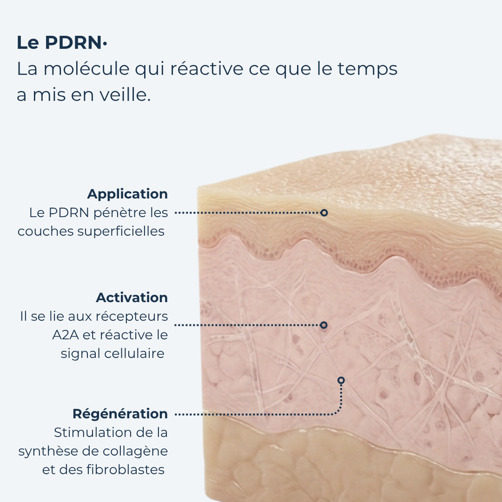 Crème PDRN · Régénération Profonde