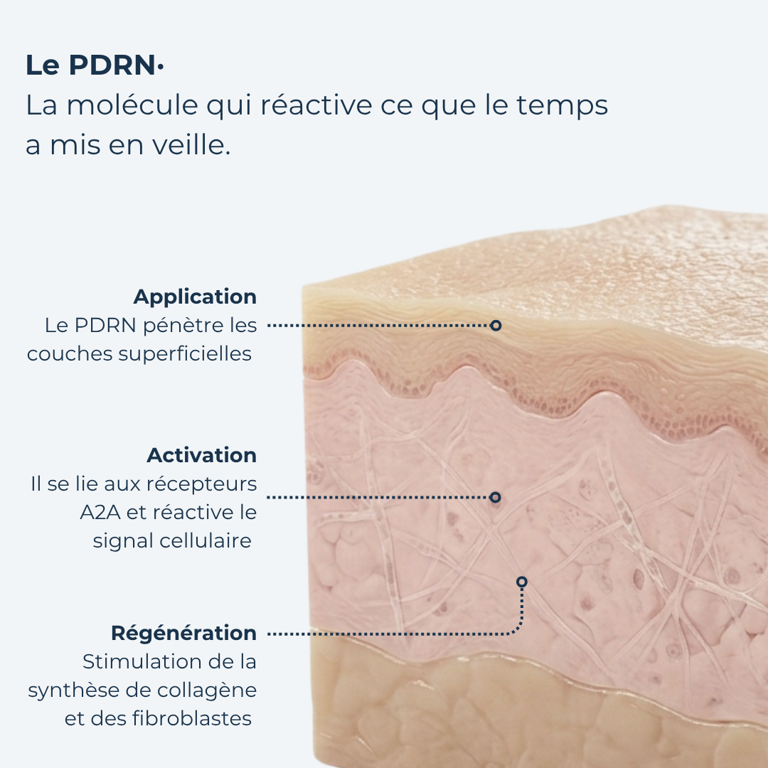 Crème PDRN · Régénération Profonde